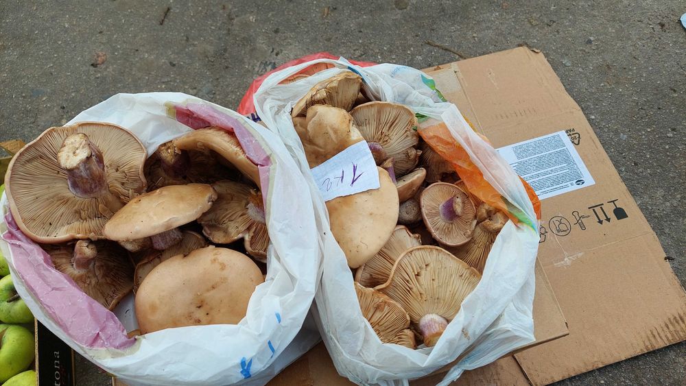 Смачні Грибы синеножки (Гриби Синьоніжка) Гриби рядовка ліловонога