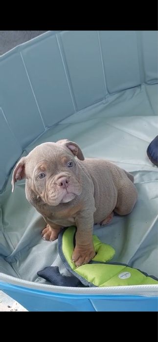 Американський Буллі