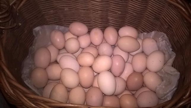 Jajka świeże,bio, ekologiczne z wolnego wybiegu,własnej hodowli,0,8 zł