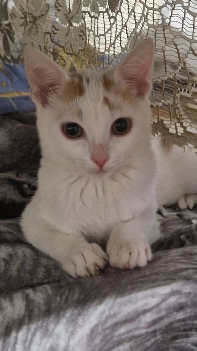 Kluseczka i Makaronik czekają na domek