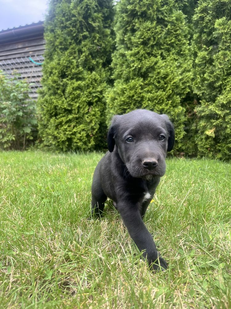 szczeniaki labrador