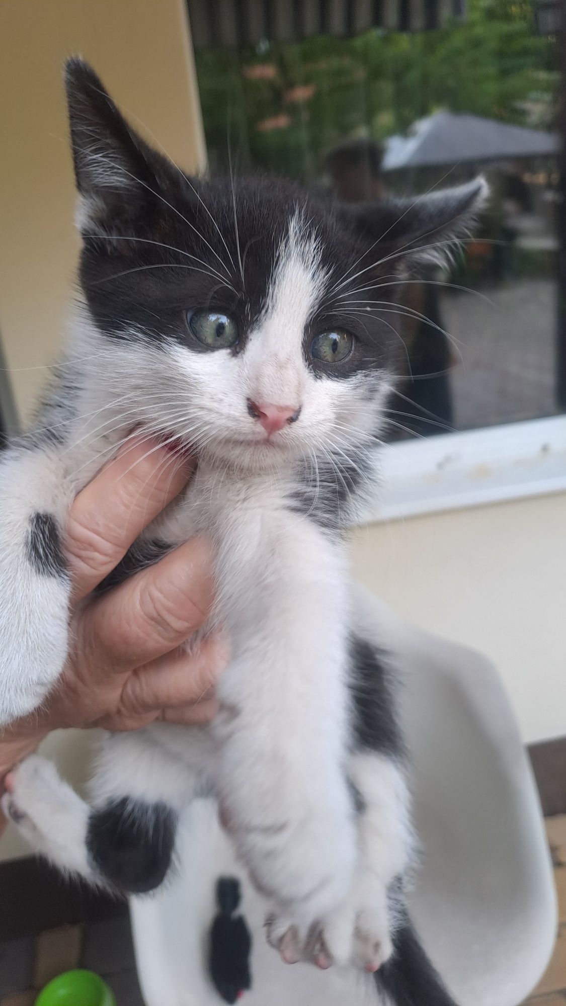 Котята шукають родину