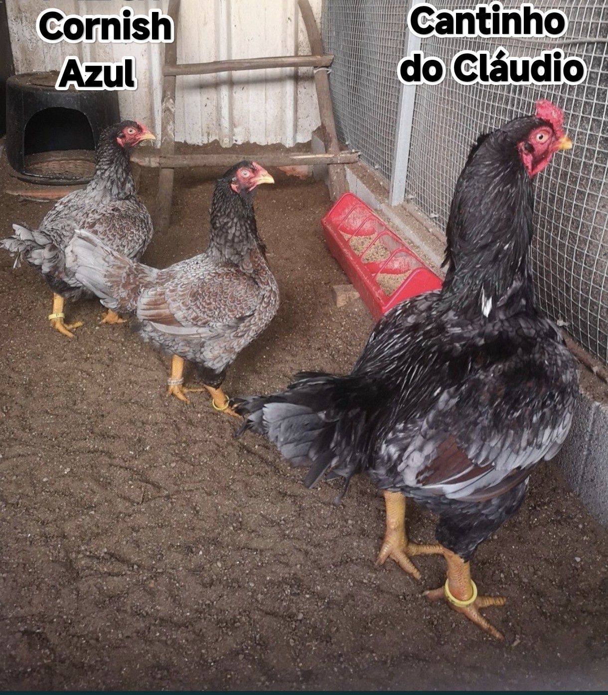 Ovos galados de galinhas de raça pura