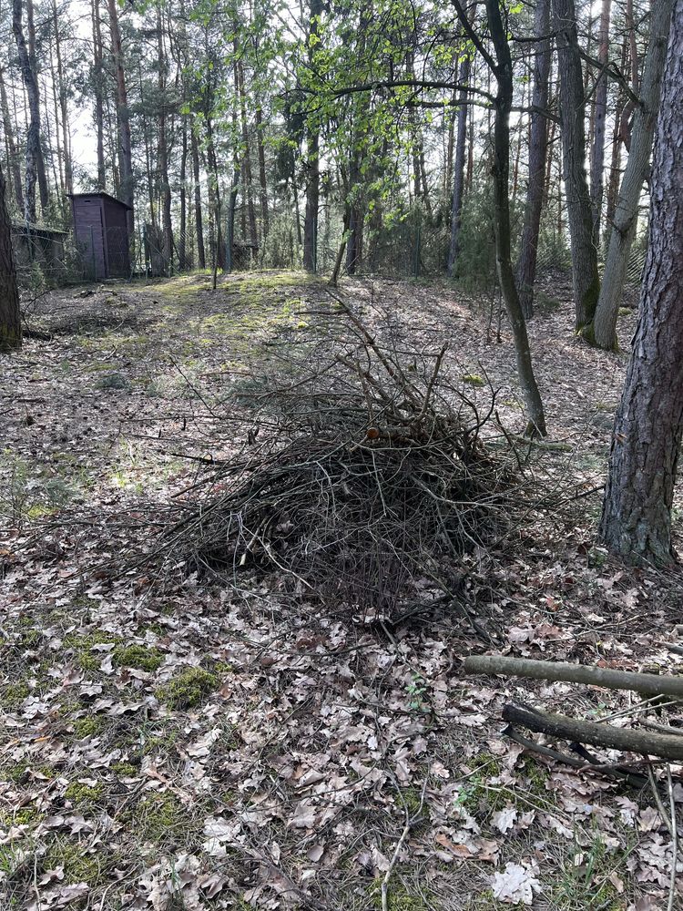 Oddam za darmo, gałęzie chrust