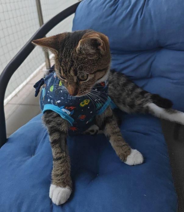 Delikatna i towarzyska kotka Leo czeka na swojego człowieka