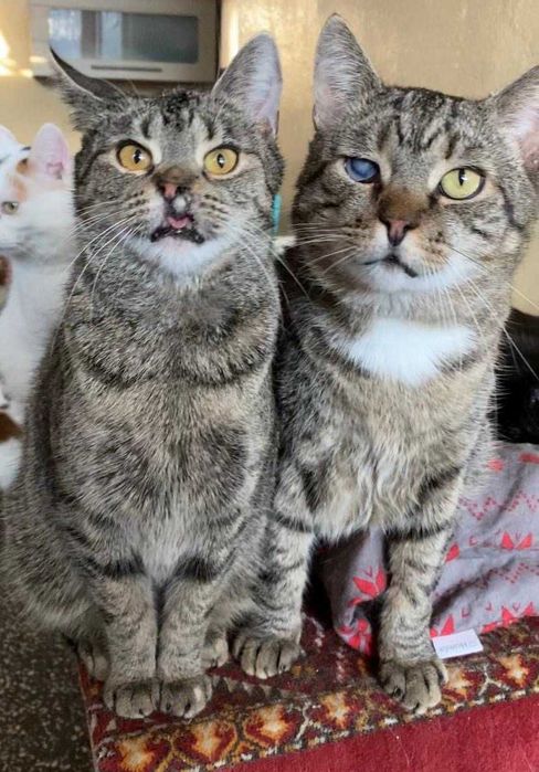 kotka FRANCISZKA szuka dla siebie niezwykłego, wyjątkowego domu