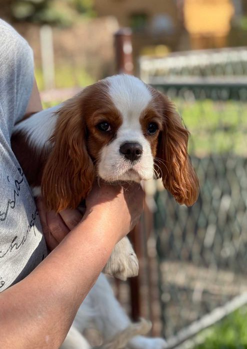 Piesek Cavalier ZKwP FCI