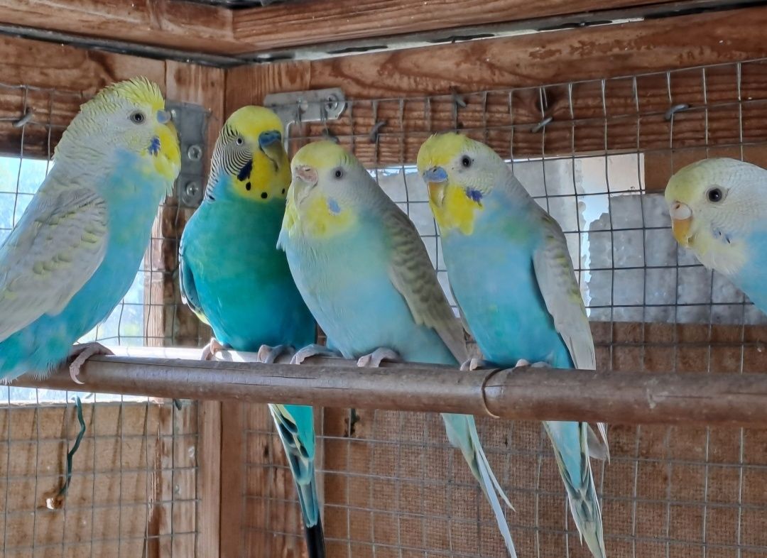 Piriquitos Australianos