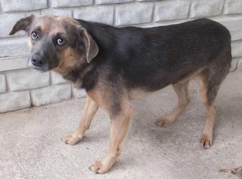WYCINEK pies czarny podpalany, średni bez ogona do adopcji