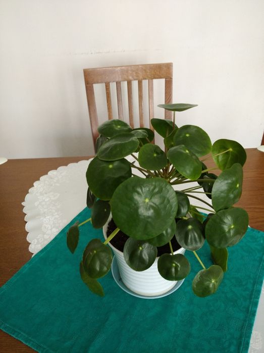 Pieniążek - Pilea