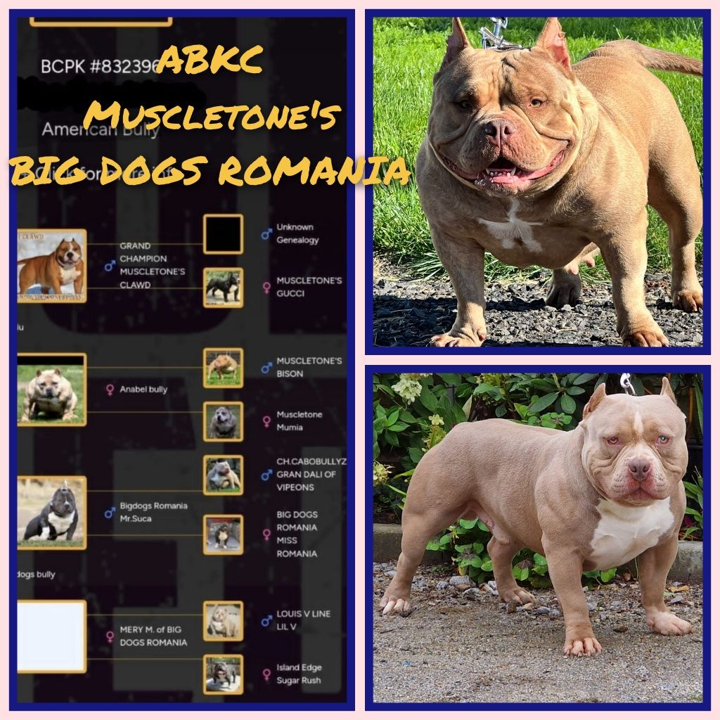 American Bully Pocked piesek ABKC