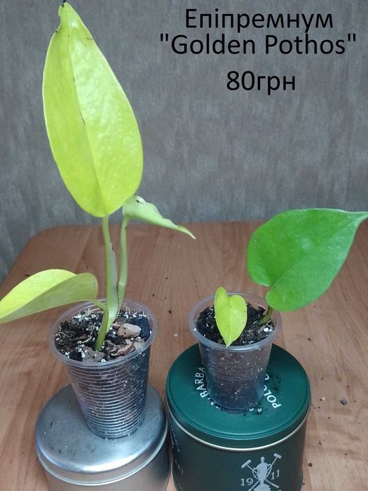 Сциндапсуси, єпіпремнуми.