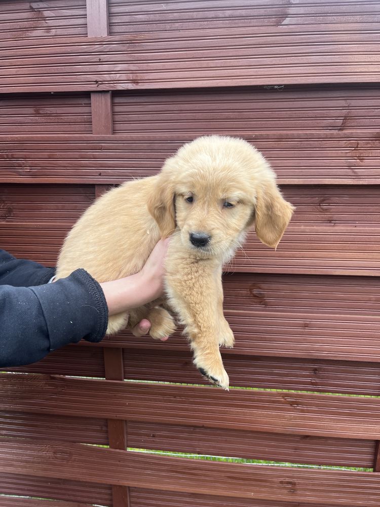 Golden Retriever