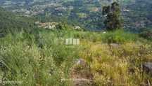 Venda de Terreno c/ 13700 m2, Tarouquela, Cinfães