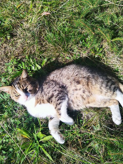 znaleziono kota miejscowość Bednary gmina Pobiedziska