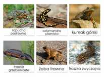KARTY TRÓJDZIELNE - Płazy Polski (19 kart) Montessori zwierzęta