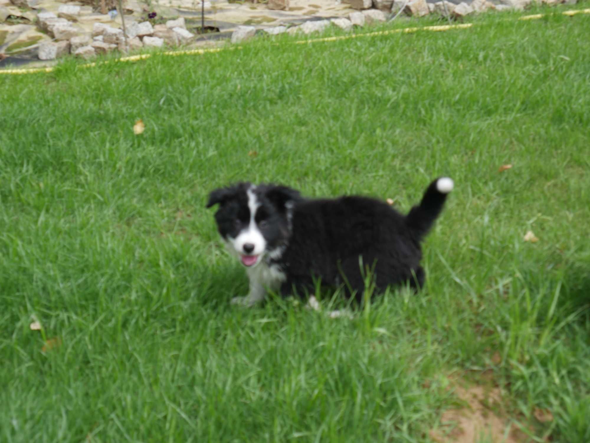 Border Collie ostatnia sunia