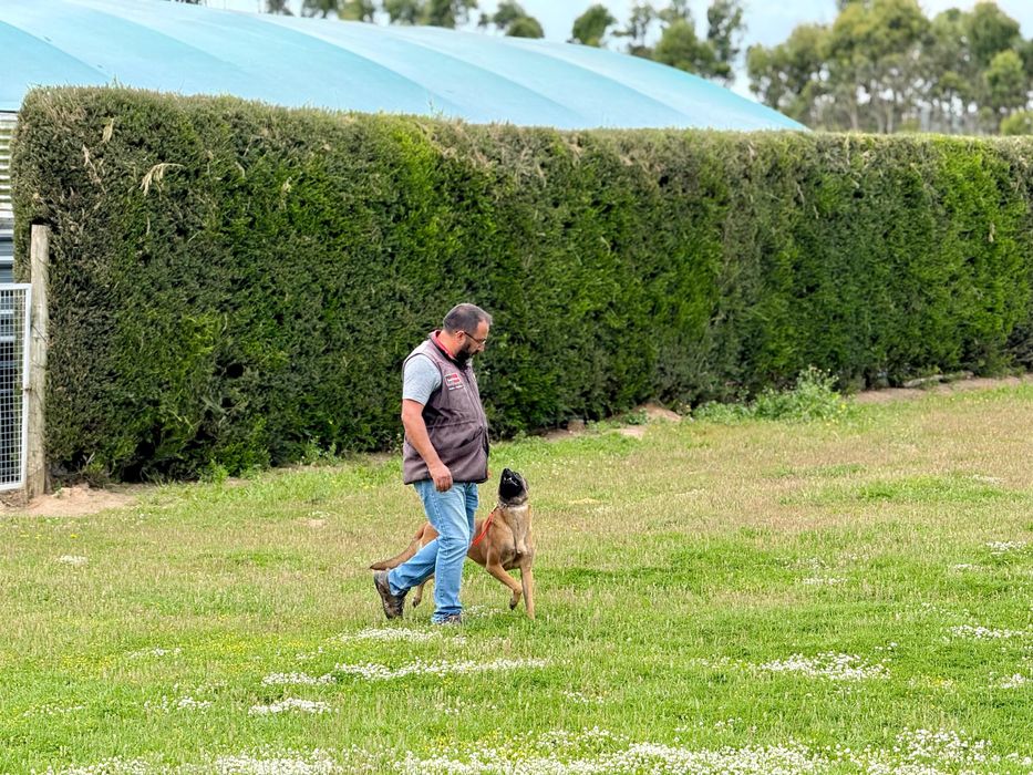 Pastor Belga Malinois