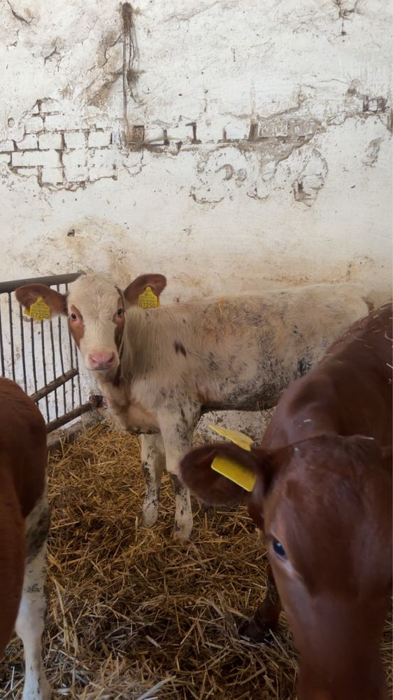 Jałówki mięsne simental limousene 105-115 kg. Żarłak odsadek