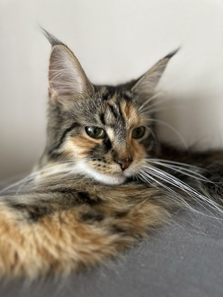 Kotka Maine Coon
