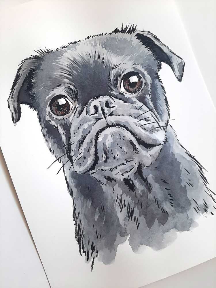 Mops - portret mopsa, obraz psa, rysunek mopsa