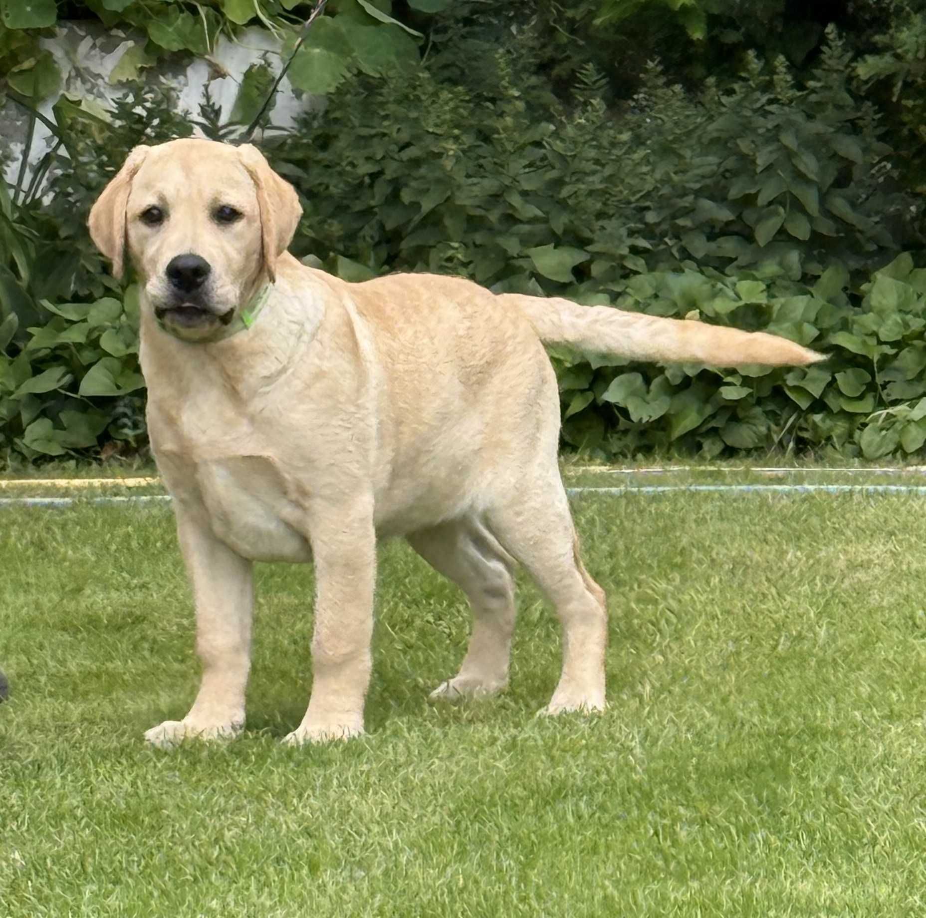 Labrador retriever biszkoptowy pies OWEN Passion Dog