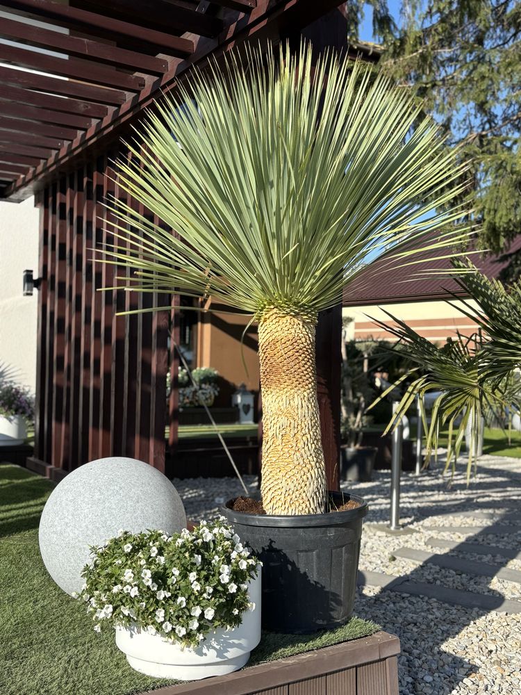 Piekna YUCCA ROSTRATA *różne wysokości*