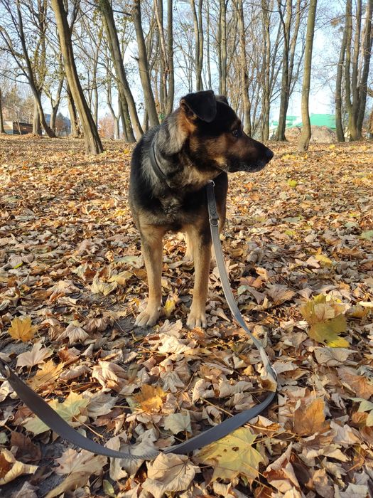 Dzielny Tabs szuka domu