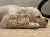 Golden retriever FCI ZKwP
