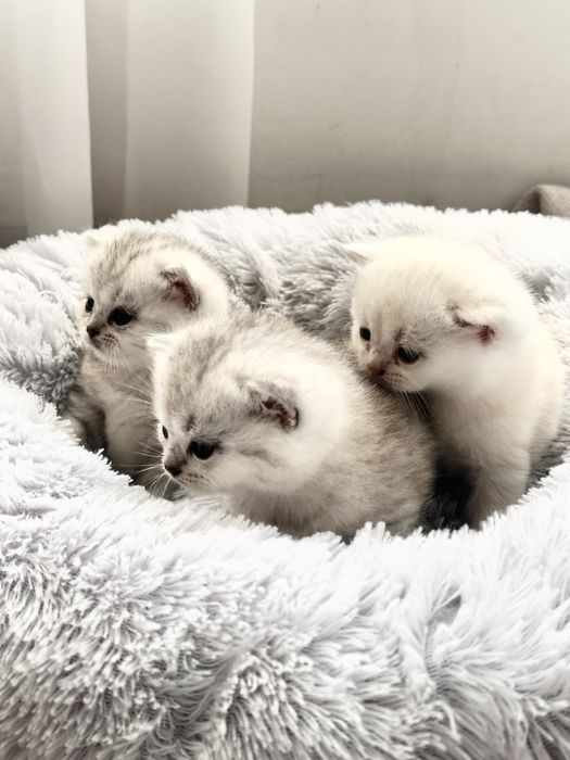 Кошенята сріблясті британські шиншили