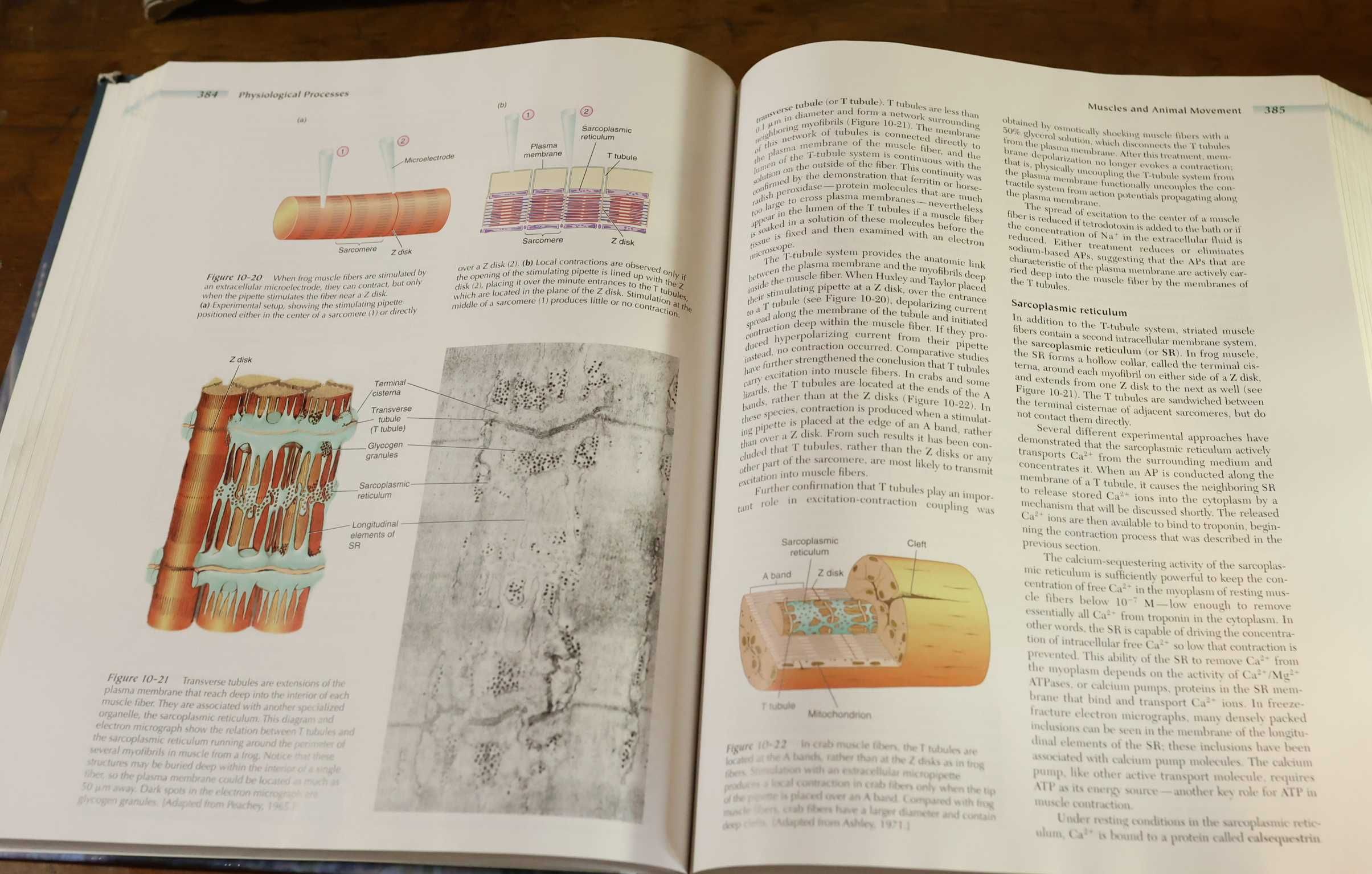 Animal Physiology - Eckert (English) Podręcznik Wet. (Język Angielski)