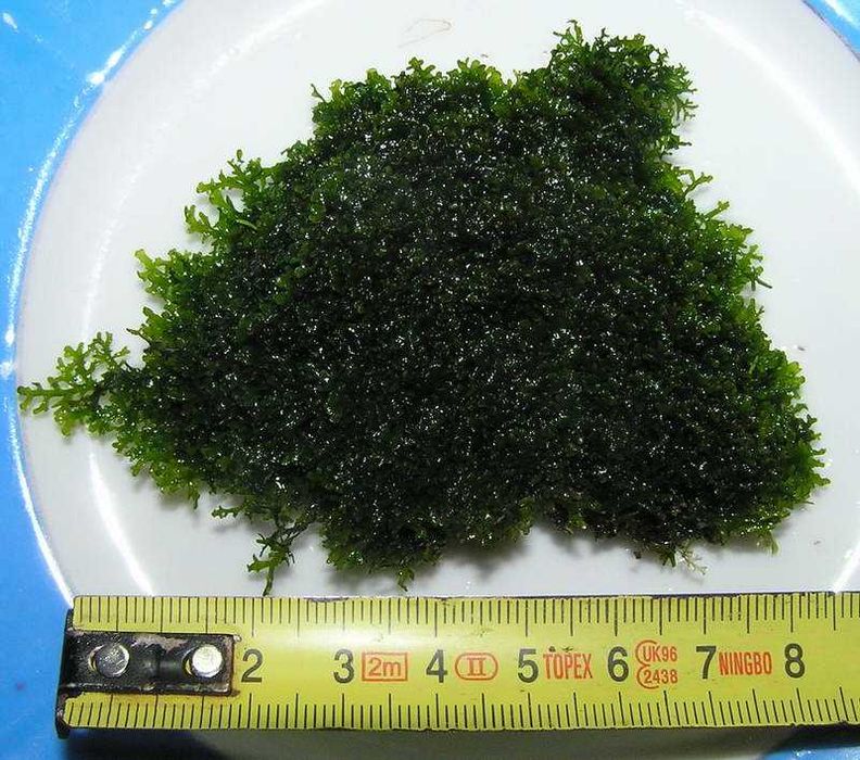 Mini pelia - Duża porcja