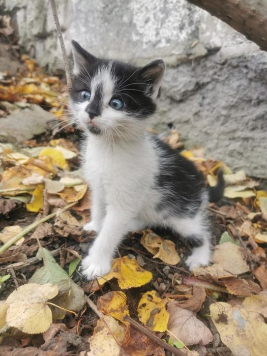 3 miesięczne kociaki