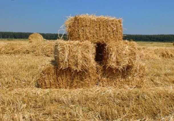 Тюки соломи вівсяної