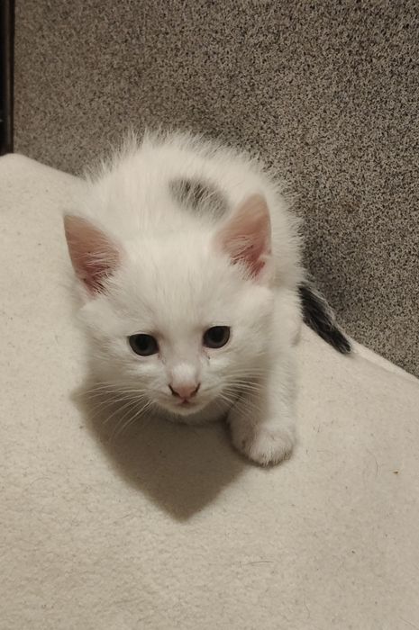 Отдам маленьких котят