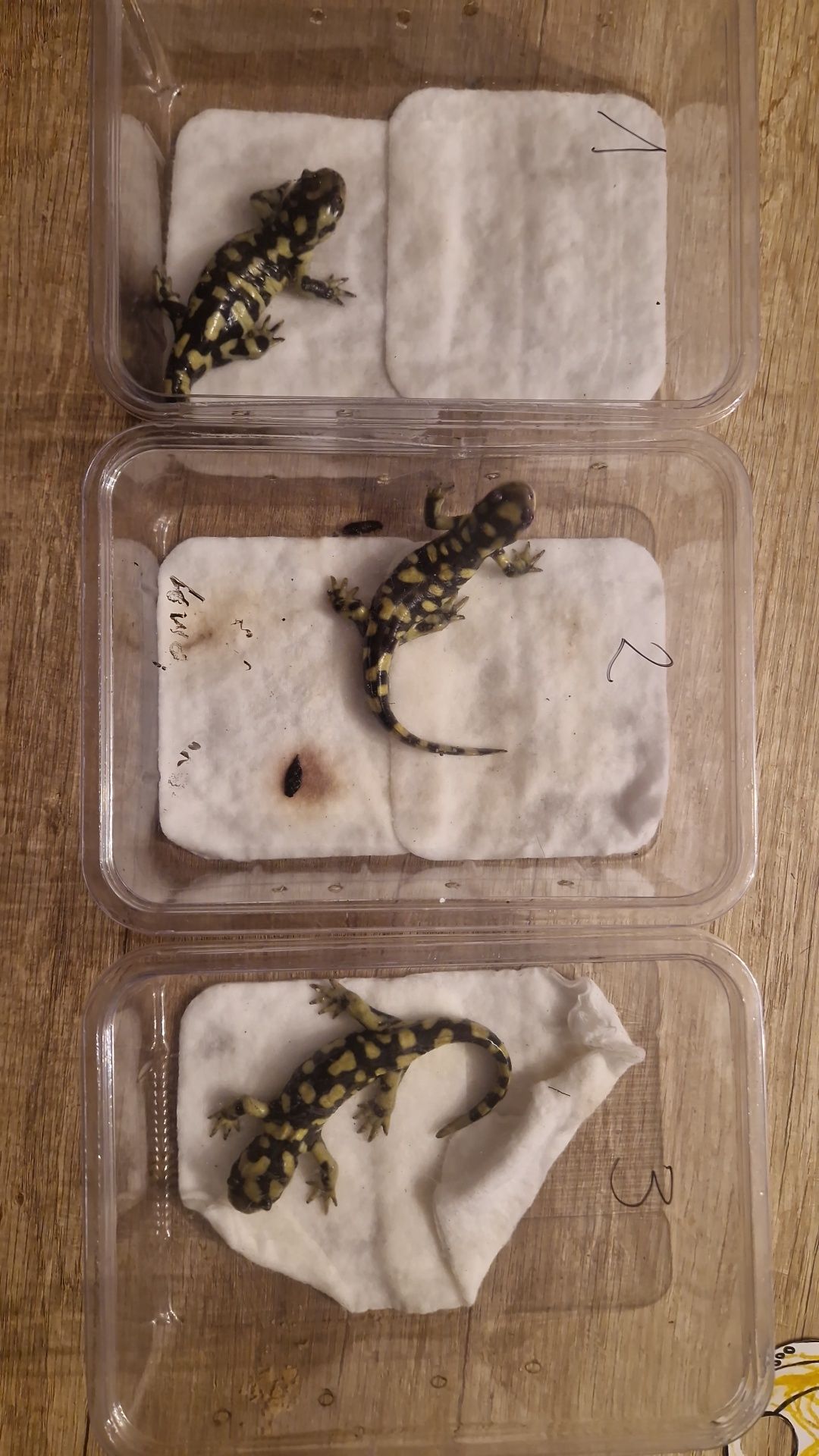 Salamandra tygrysia
