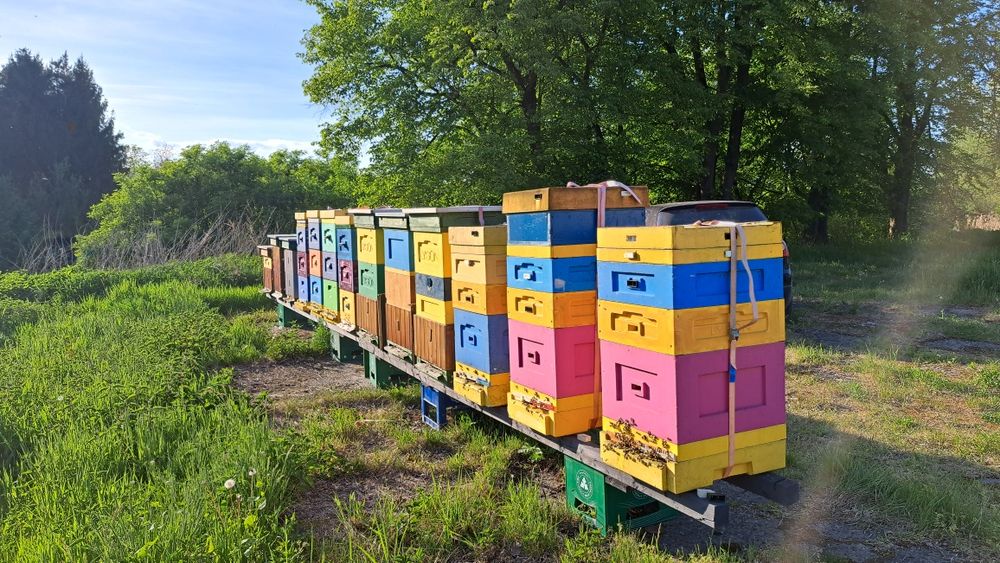 Pyłek kwiatowy pszczeli