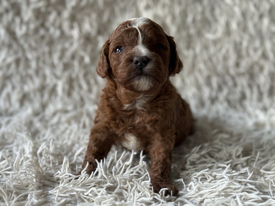 Cavapoo F1b piesek