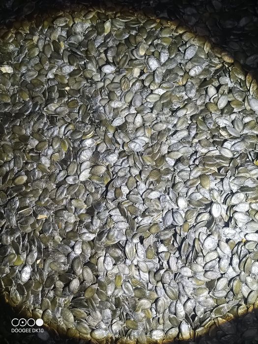 Насіння гарбуза голонасінного!