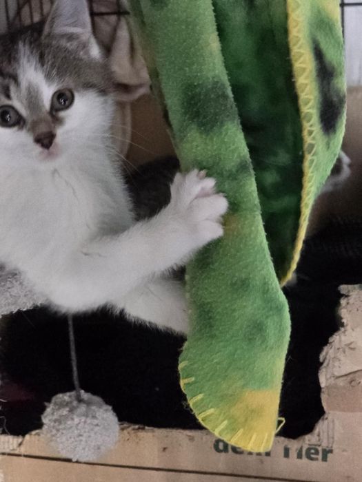 Kociaczki do adopcji od zaraz