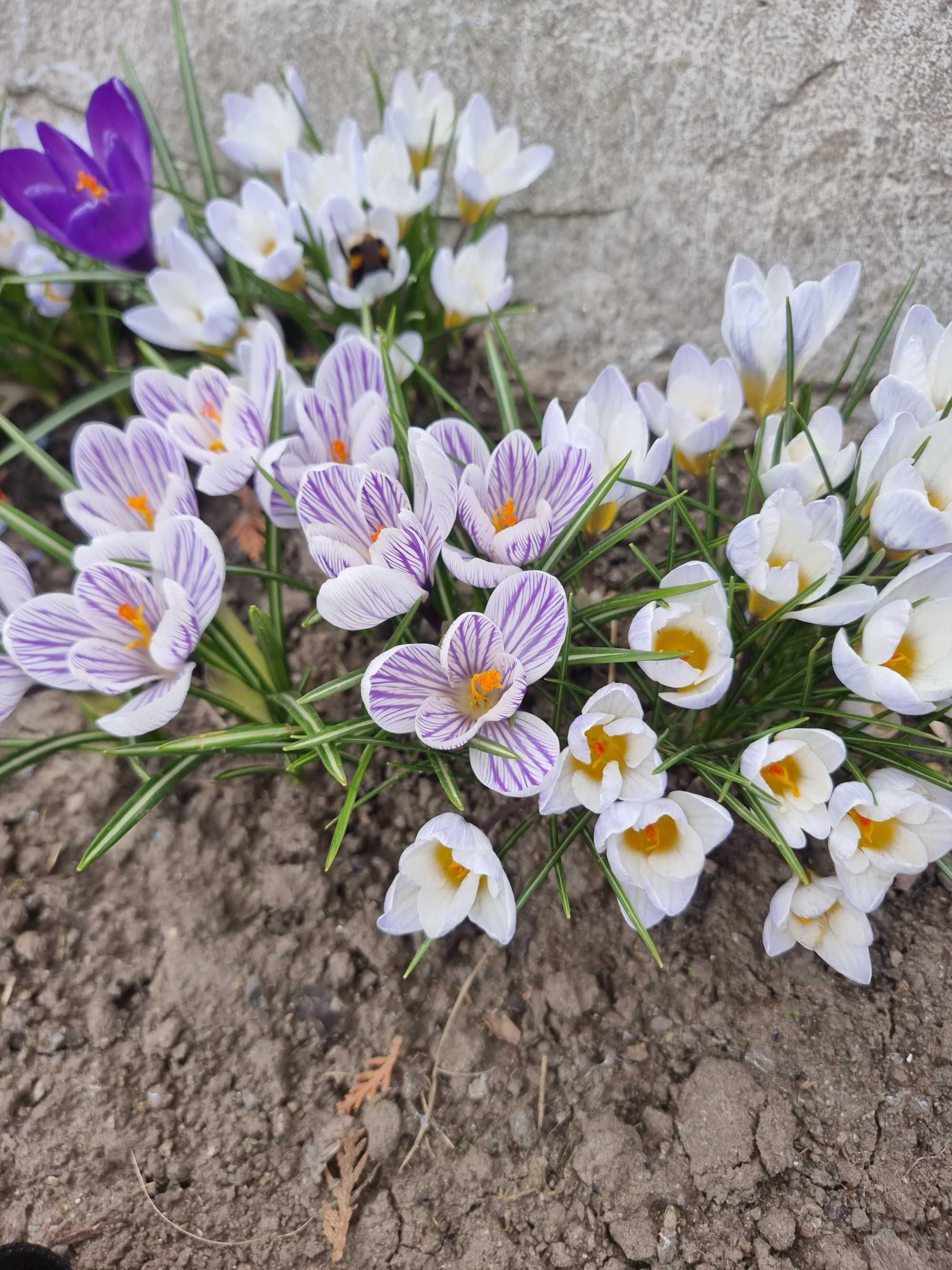 Crocus Kaufmanni крокус