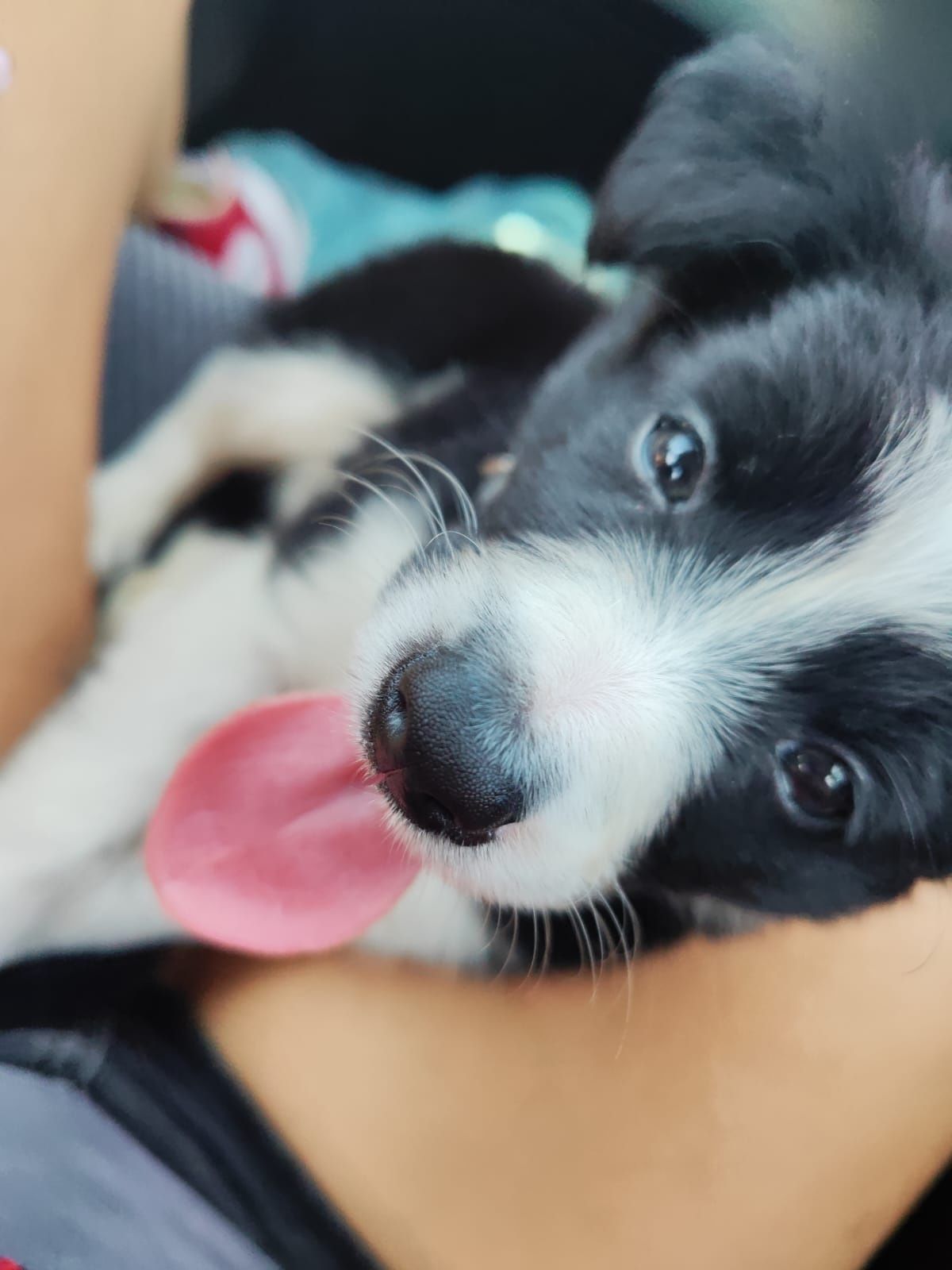 Border Collie Fêmea