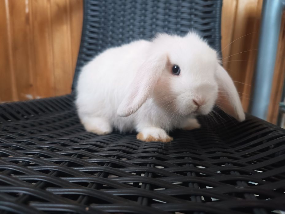 Króliki mini lop białe