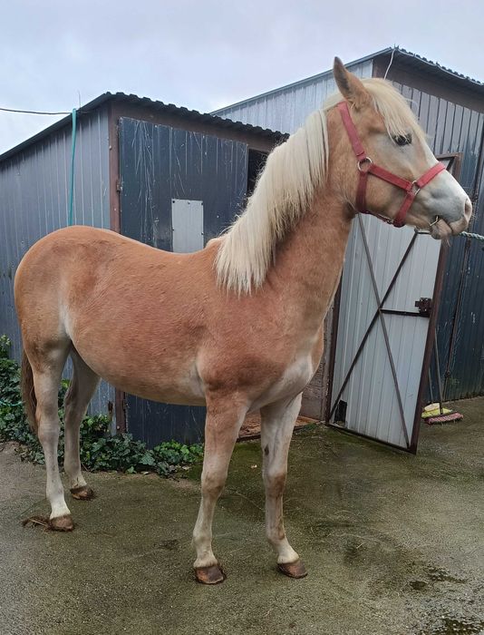 Przepiękna klacz haflinger (Rezerwacja)