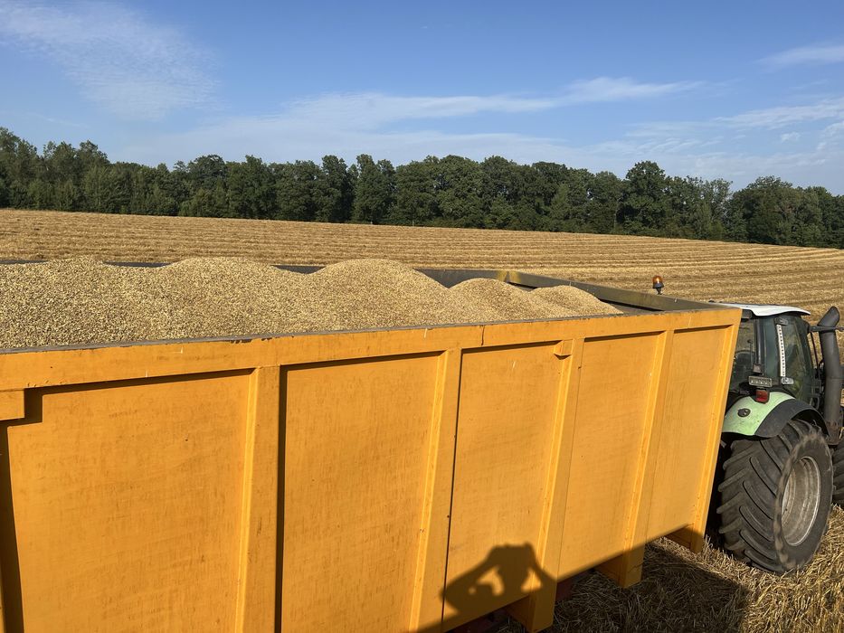 Owies ozimy, do siewu. Sprzedam!