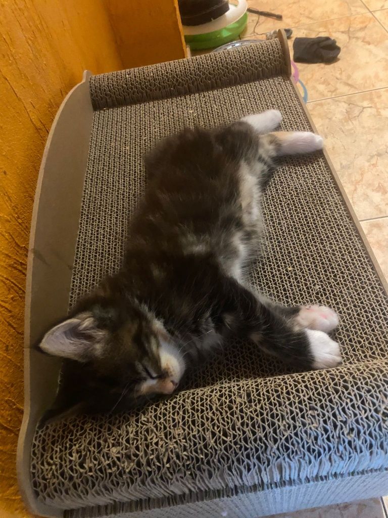 Maine Coon kotka