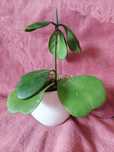 Hoya kerrii sadzonka