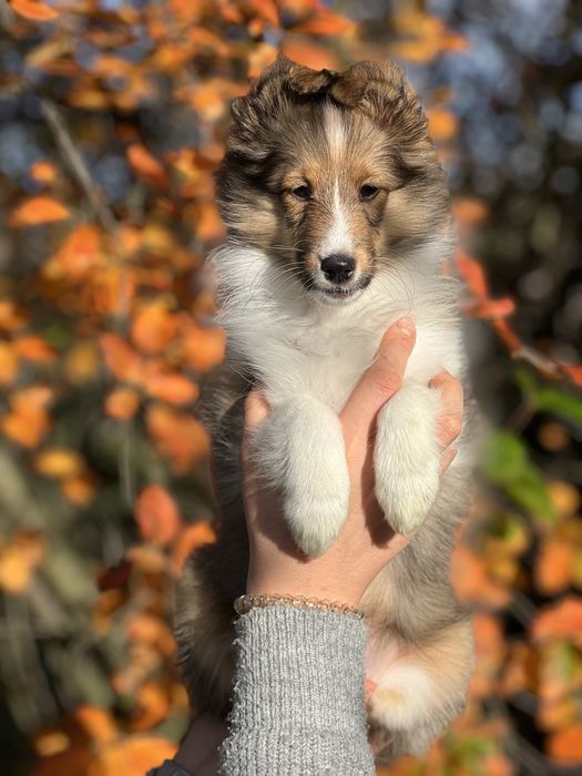Owczarek szetlandzki sheltie szczenię ZKwP FCI