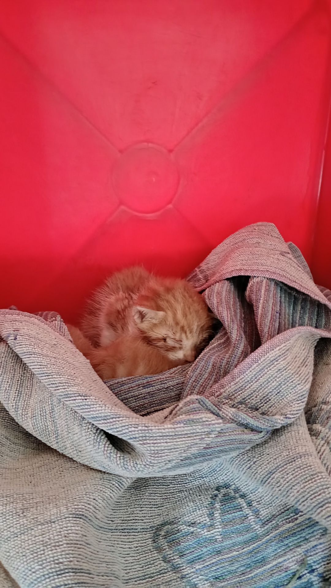 Gatinhos para adoção