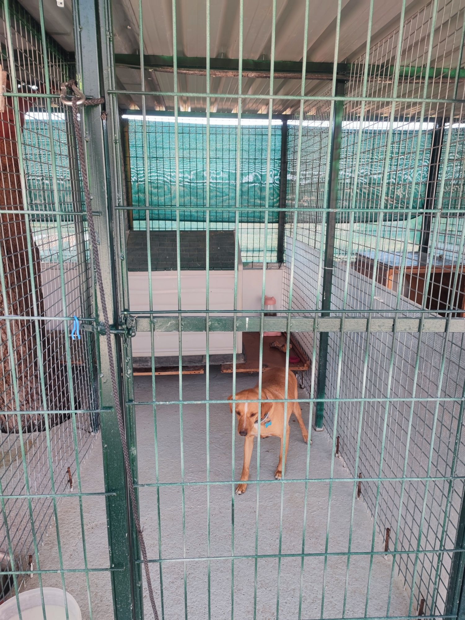 Estadia para cães